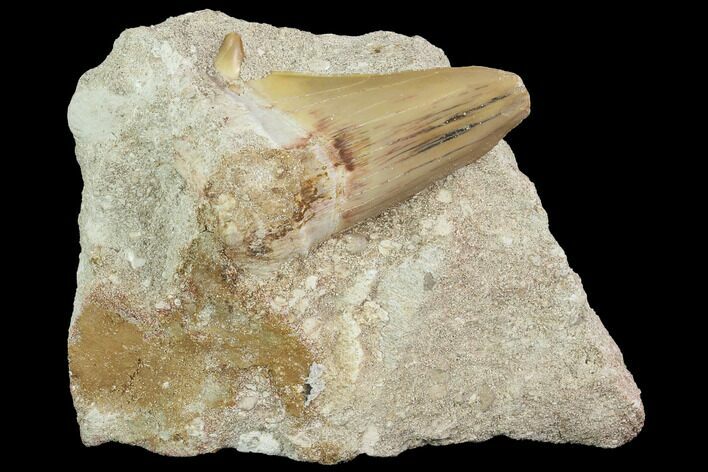 Large, Otodus Shark Tooth Fossil In Rock - Eocene #87030